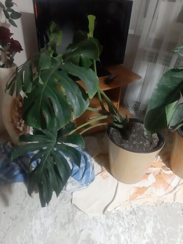 Другие комнатные растения: Комнатные растения в кашпо В продаже крупная коллекция — 13