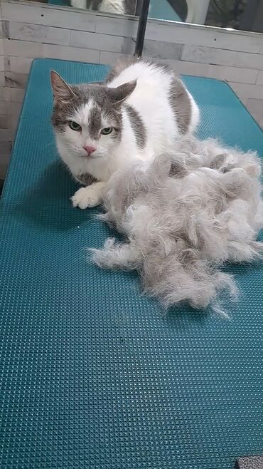 Другие услуги: Груминг в Бишкеке Стрижка Вычес (линька) Купание профессиональной — 9