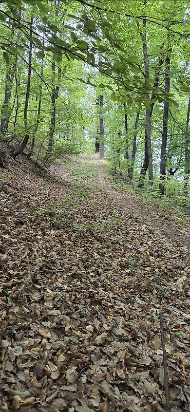 sobe smestaj: Borsko jezero,12400m2 pored puta i vode,parcela 1842/2 sredisnji — 4