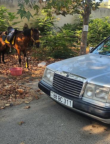 saipa saina 2019: Mercedes-Benz E-Class W124 . Masinda mator karopka most eldir.Udardan — 2