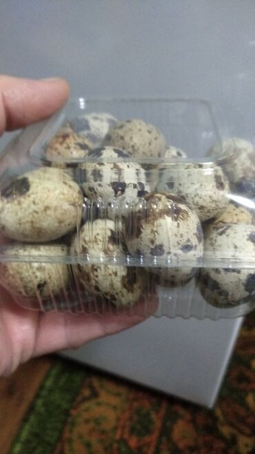 лотки для перепелиных яиц: Перепелинные яйца ! Продаю! Только столовое, инкубационных яиц