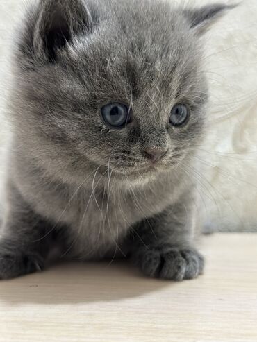 продам котёнка: Продаются котята (мальчики) в добрые руки Британцы-шотландцы 1 месяц