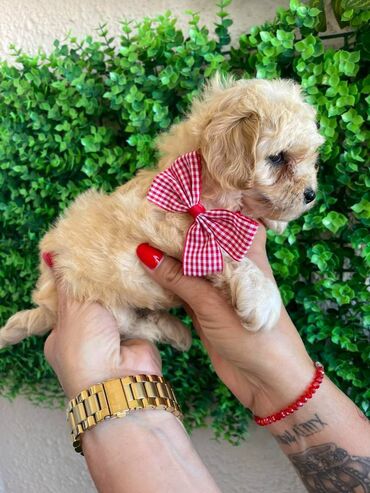 Psi: Odgajivacnica pasa "Happy Puppies" ima u ponudi prelepe stence — 3