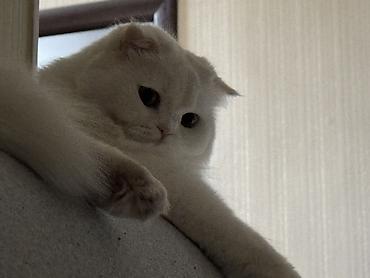 скоттиш фолд: Скотиш Фолд (Шотландская вислоухая), 3 года, Девочка, Белый, Кастрирована, Приучена к лотку, Проглистована — 2