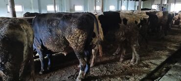 Inəklər, öküzlər: Məhsul: Qaramal – ət istiqamətli dana/öküzlər Təsvir: - Şəkillərdə — 4