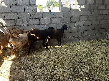 Баран, овца: Продаю | Баран (самец) | На забой at lalafo.kg — 3 Баран, овца: Продаю | Баран (самец) | На забой — 3