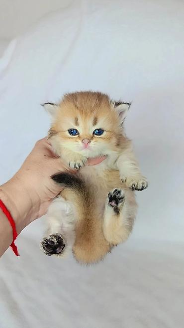 кошка шатланская: Скотиш Страйт (Шотландская прямоухая), 1 месяц, Мальчик, Золотая шиншилла — 4