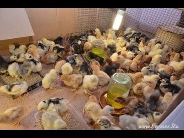 Куры, петухи: Домашние Цыплята. Сегодня вылупились Местоположение Ак-Ордо Бишкек