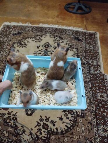 Gəmiricilər: Salam. Siriyski xamyak(hemster)satilir. Aile olaraq. Ata,ana,4 eded