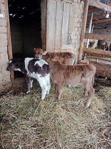 Коровы, быки: Продаю | Бык (самец) | Для разведения | Племенные — 10