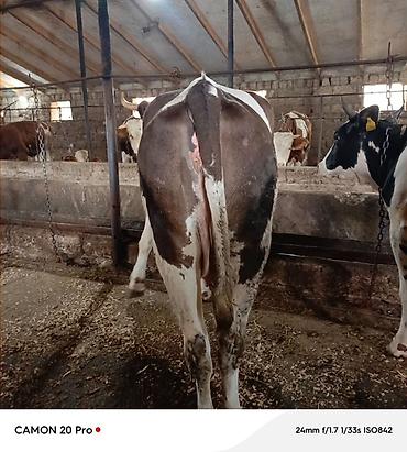 inək: Salam kecen il Voronejden 1 ci qarina getirdiyim simmental duyedi — 1