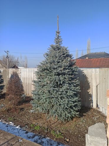 Декоративные деревья: Саженцы деревьев: Ели — 17