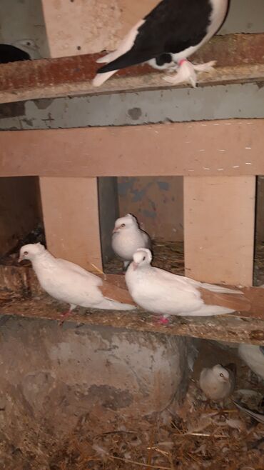 Göyərçinlər: Abrez bawi kekili hazir cutler ve keven quwlarda var cutu 30m.barterde — 1