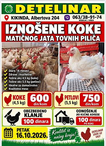 IZNOŠENE KOKE – matično jato tovnih pilića - Stare 14 meseci - Zdrave