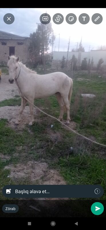 at bazarı: Atlar