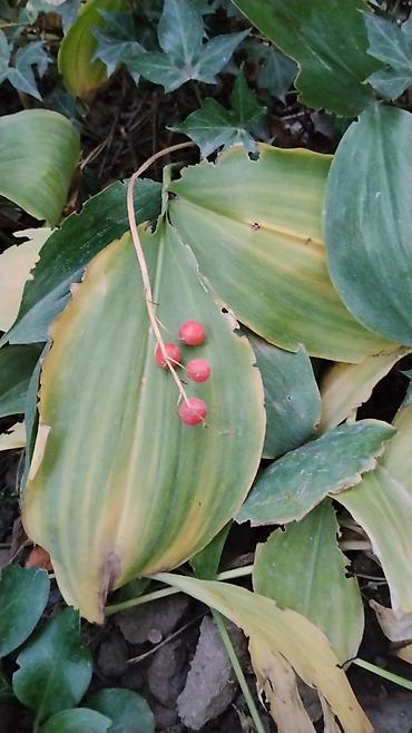 Папоротники: Оноклея (Onoclea sensibilis) — декоративный папоротник для сада и — 7