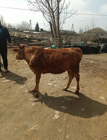 Dana, buzov: Dana, buzov — 15