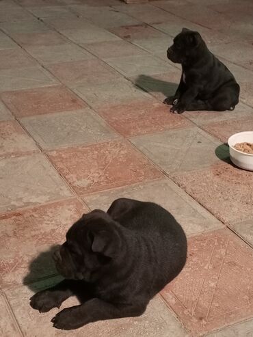 İtlər: Kane-Korso, 1 ay, Erkek