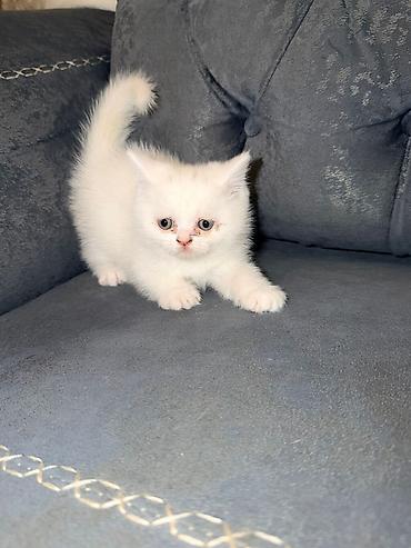 Pişiklər: Şotland — 6