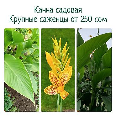 канны: Самовывоз, Платная доставка — 1