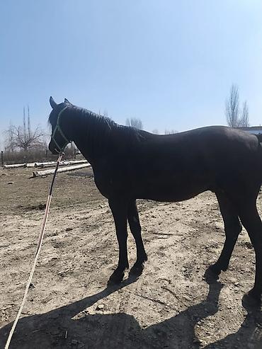 Лошади, кони: Продаю | Жеребец | Полукровка | Конный спорт — 3