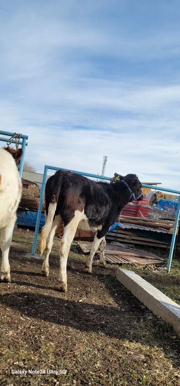 Коровы, быки: Продаю | Музоо, торпок | На откорм | Привязанные — 7