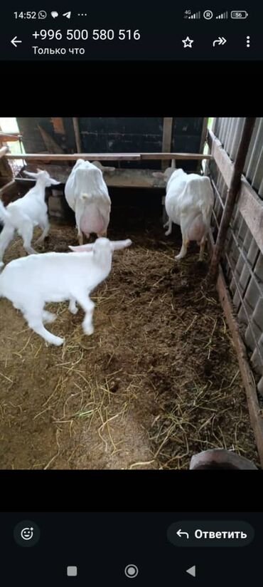 Козы, козлы: Продаю | Коза (самка) | Для разведения — 4
