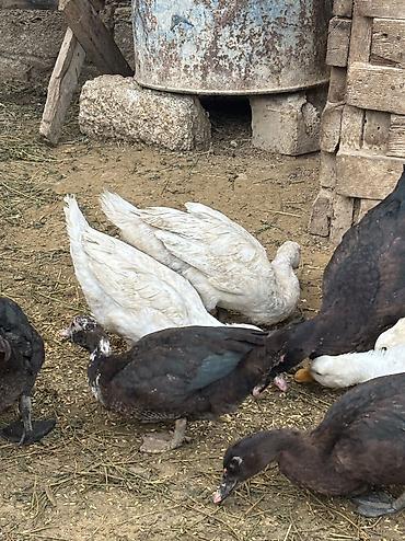 balaca it ucuz: Salam Alekum hamsı satılır kom 17 manatdır — 9