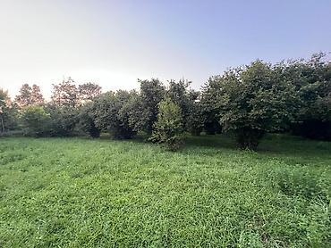 Torpaq sahələrinin satışı: 41 sot, Kənd təsərrüfatı, Kupça (Çıxarış) — 13