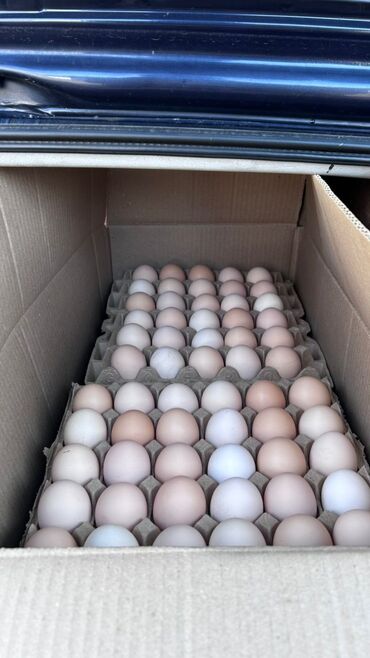 инкубационный яйцо куриное: Продаю оптом и в розницу Яйцо Цвет кремовый С 0 (от 70 гр до 85 гр