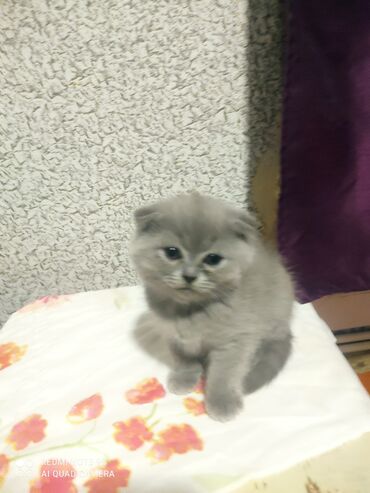 Pişiklər: Şotland, Erkək, Dişi, Yaxşı əllərə, Ünvandan götürmə — 7