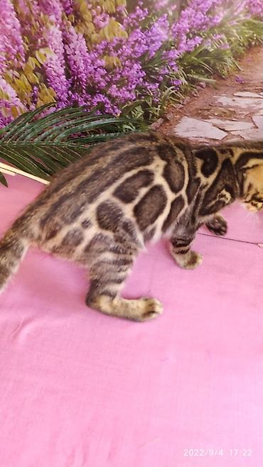 Продажа кошек: Красивейшие Бенгальские котята с огромными розетками. Проф питомник — 5