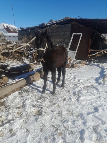 чон аттар: Ассалам алейкум жаамат ушул тай сатылат 6айлык тай бою 130 тай