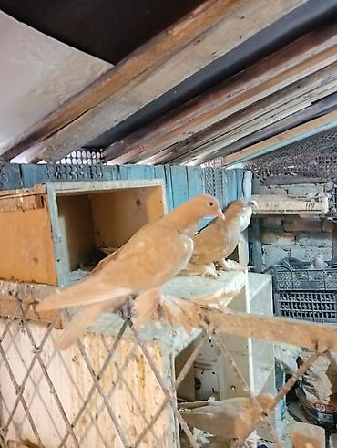 Птицы: Продаю молодых голубей 1 шт стоит пятьсот сом окончательно родители — 1