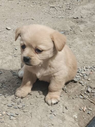 İtlər: Pekines, 1 ay, Erkek, Ünvandan götürmə, Ödənişli çatdırılma