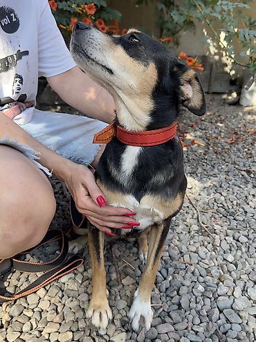 Отдам даром собаку: Собака даром: Дворняжка, 2 года, Самка, С прививкой — 9