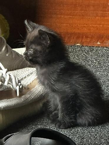Котёнок, чёрный короткошёрстный - Возраст: примерно 1–2 месяца (на