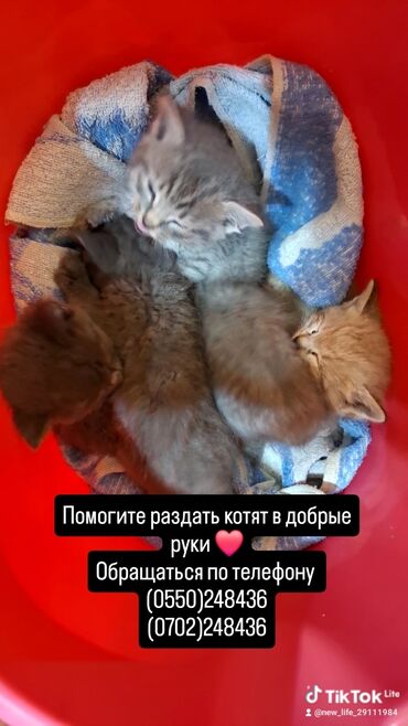 кошка токмок: Помогите раздать котят в добрые руки ❤️❤️❤️
Обращаться по телефону