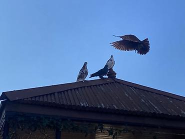 qus iran: Gözəl rənglərdə ayaqları tüklü dekorativ göyərçinlər,iri quşlardır.3 — 1