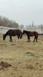 собака доберман сколько стоит: Сатам | Бээ (ургаачы)