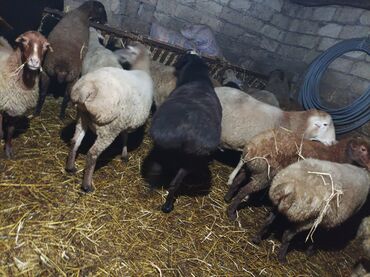 Qoyunlar, qoçlar: İKİ YAŞ YARİMLİQ. Diri çəkisi 93 kq.TAM SAQLAM. QOYUN SURMEYNE SOZ — 2