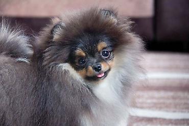 Продажа собак: Шпиц, 5 месяцев, Самец, С прививкой — 6