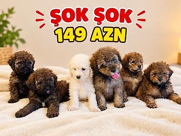 afçarka itləri: Pudel, 2 ay, Dişi, Peyvəndli, Ünvandan götürmə, Ödənişli çatdırılma — 1