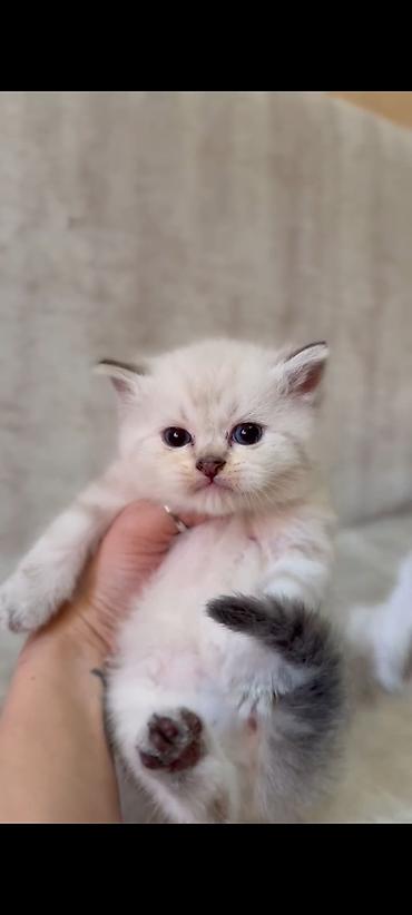 Кошки: Ragdol British cins bebelerimiz satılır 3dene ağ erkekdi- qara olan — 5