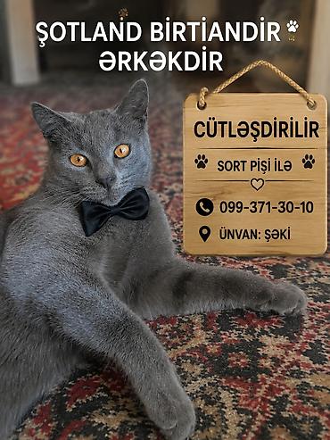 alisanın pişiyinin adı: Şotland, Erkək, Cütləşmə üçün, Ünvandan götürmə — 1