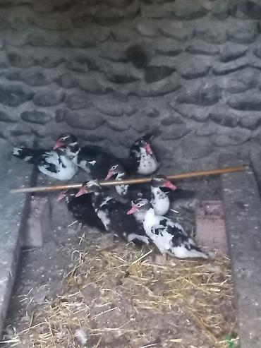 Утки: Muscovy ördəkləri (qara-ağ ləkəli) - Növ: Muscovy (hind ördəyi) - — 1
