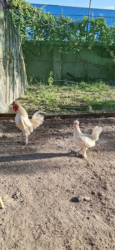 Сельхозптицы: Yaponka sağlam cavan.barter var baxır təklifə — 2