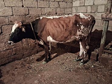 2 dene Heyvandi qirmizi ala Bogazdi 3 cu qarin 2 aylig Sari inekde