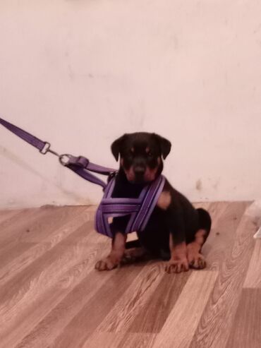 аквариумные рыбы купить: Təmiz rootvelir balası ay yarımdır istəsəniz narahat edin