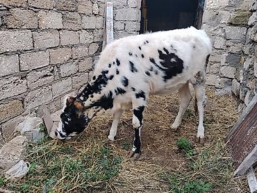 iri it cinsi: 7 aylıq dişi dana satılır 60 kq təmiz əti var bordağa yarıyır tam — 6
